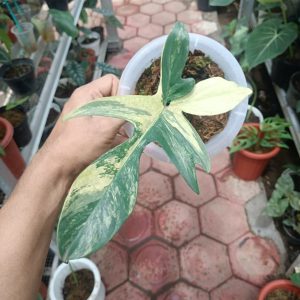 Philodendron Florida Beauty variegated