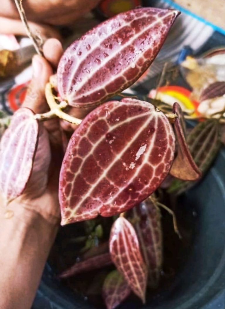 hoya macrophylla Red Aroid Nursery
