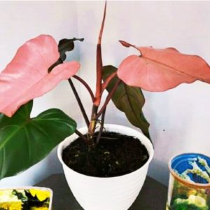 philodendron dark lord Pink