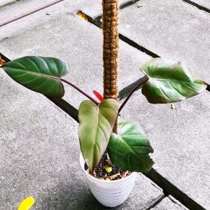 philodendron dark lord
