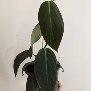 philodendron gigas