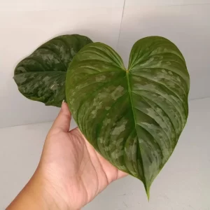 philodendron majestic