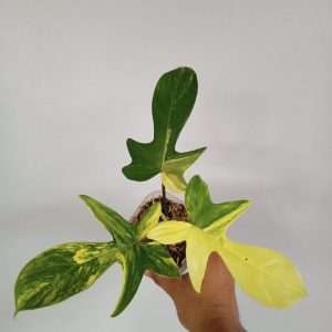 Philodendron florida beauty varigeated
