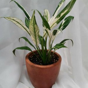 Spathiphyllum Peace Lily Variegated