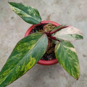 philodendron strawberry shake