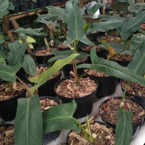 philodendron mexicanum