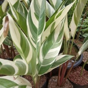 heliconia variegated