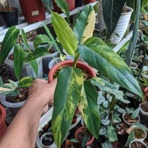 philodendron domesticum variegated