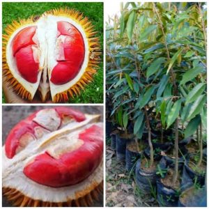 Red Durian Fruit Tree