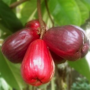 Malay Apple Dersono Guava Fruit Tree