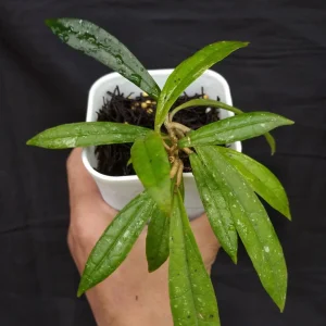 Hoya Rigidifolia