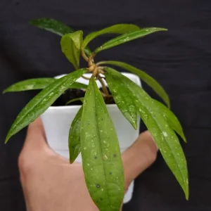 Hoya Rigidifolia