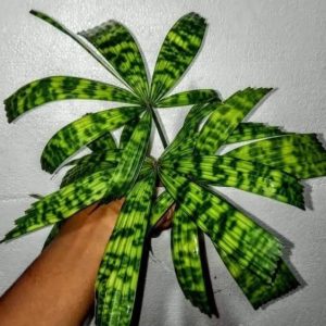 Palm Licuala Mapu