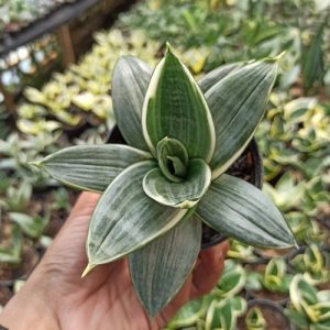 Sansevieria Silver Frost