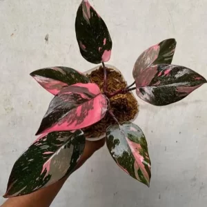 Philodendron Pink Princess Galaxy