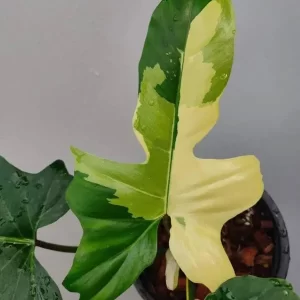 Philodendron Golden Dragon Variegated