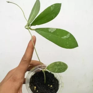 Hoya Polypus Sp Borneo