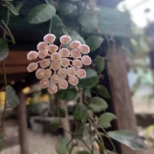 Hoya Lacunosa Pink Flower