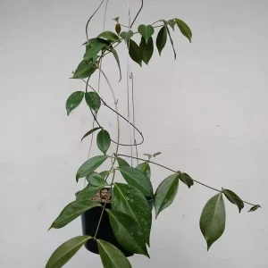 Hoya Globulifera Sp Papua
