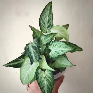 Syngonium Frizzly