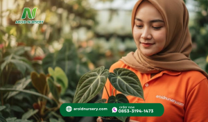 Is Your Indoor Jungle Lacking Soul? It’s Time for an Anthurium Hybrid Takeover